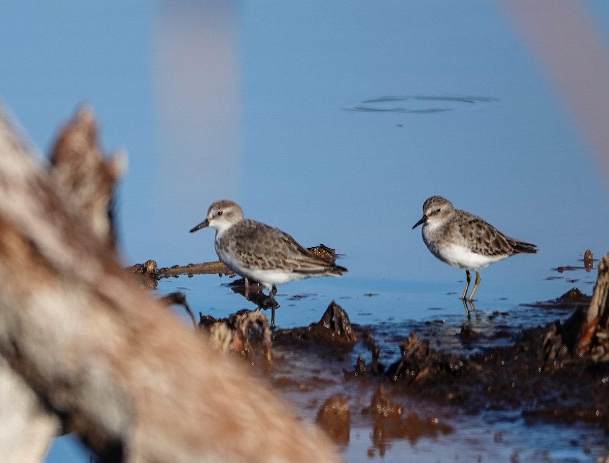 Least Sandpiper - ML643760809