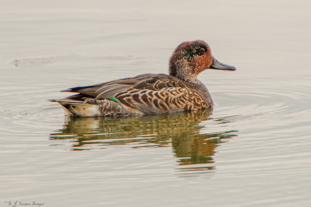 Green-winged Teal - ML643760810