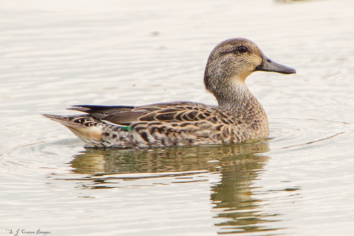 Green-winged Teal - ML643760811