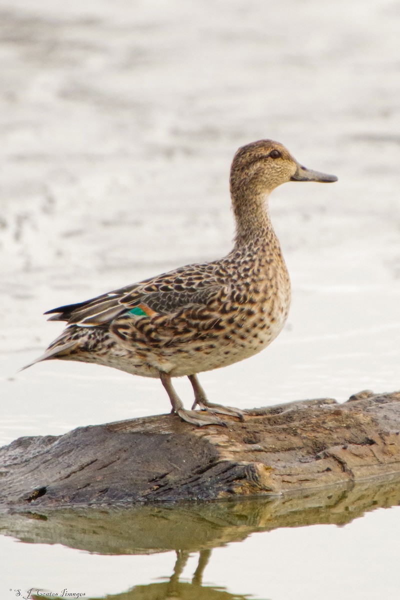 Green-winged Teal - ML643760812
