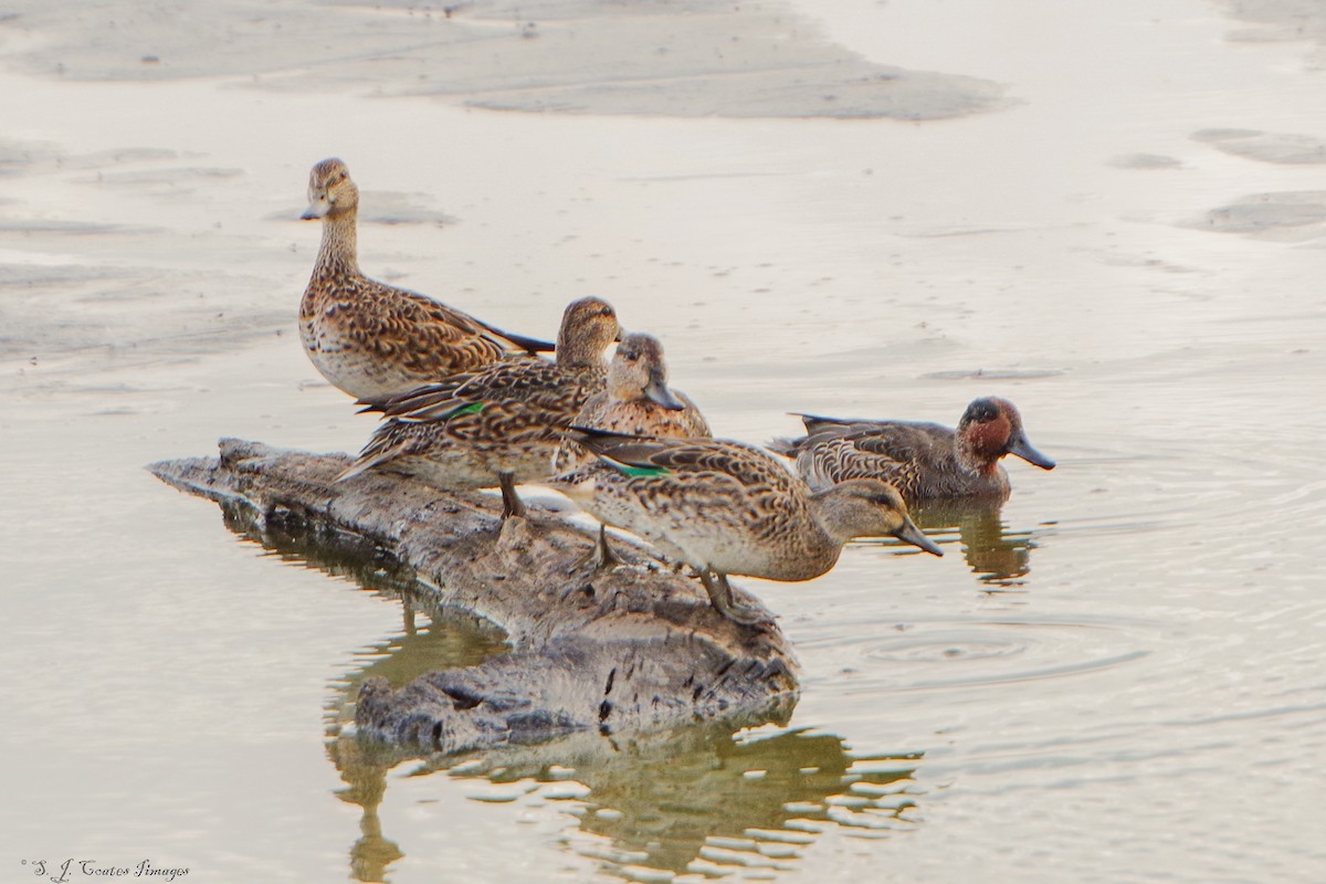 Green-winged Teal - ML643760814