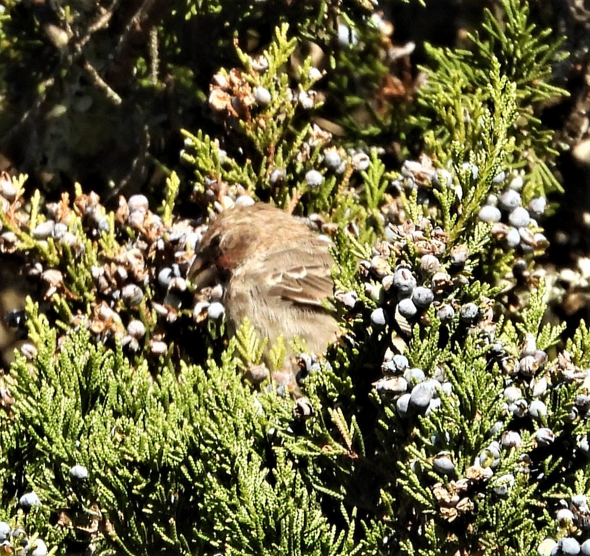 House Finch - ML643760817