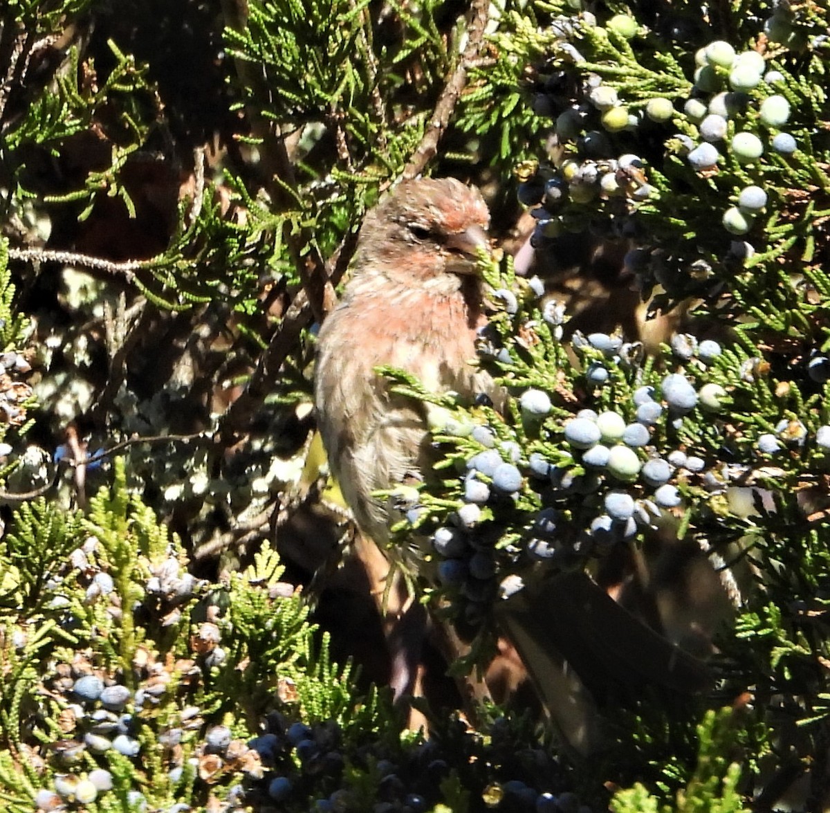 House Finch - ML643760819