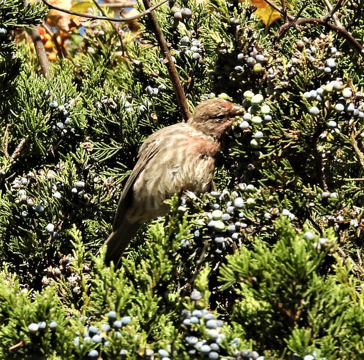 House Finch - ML643760820