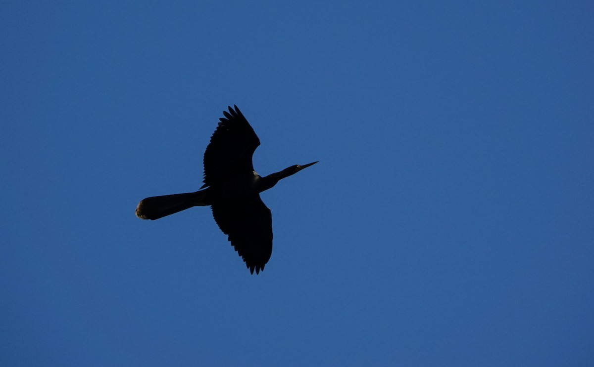 Anhinga - ML643760821