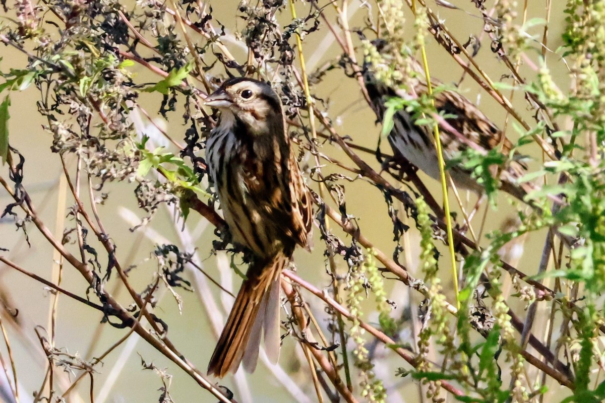 Song Sparrow - ML643760822