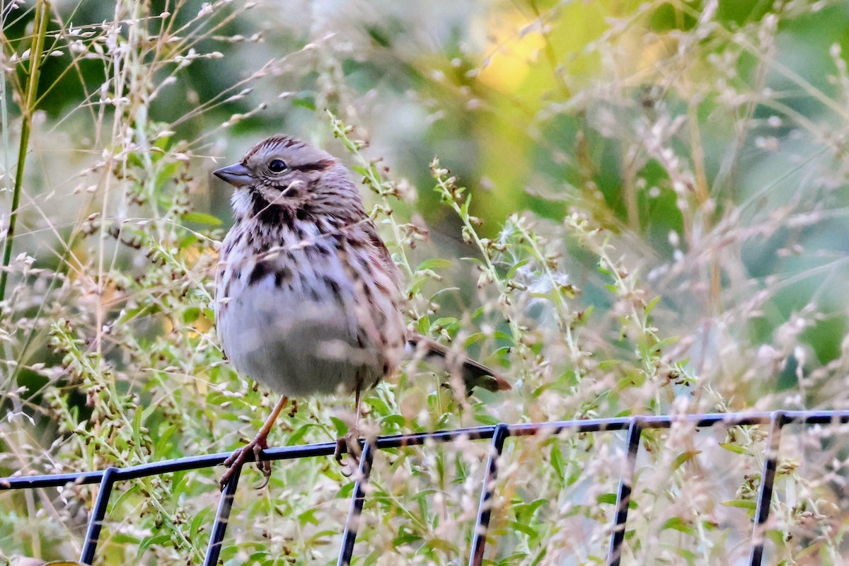 Song Sparrow - ML643760823