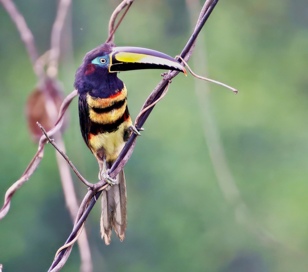 Many-banded Aracari - ML643760824