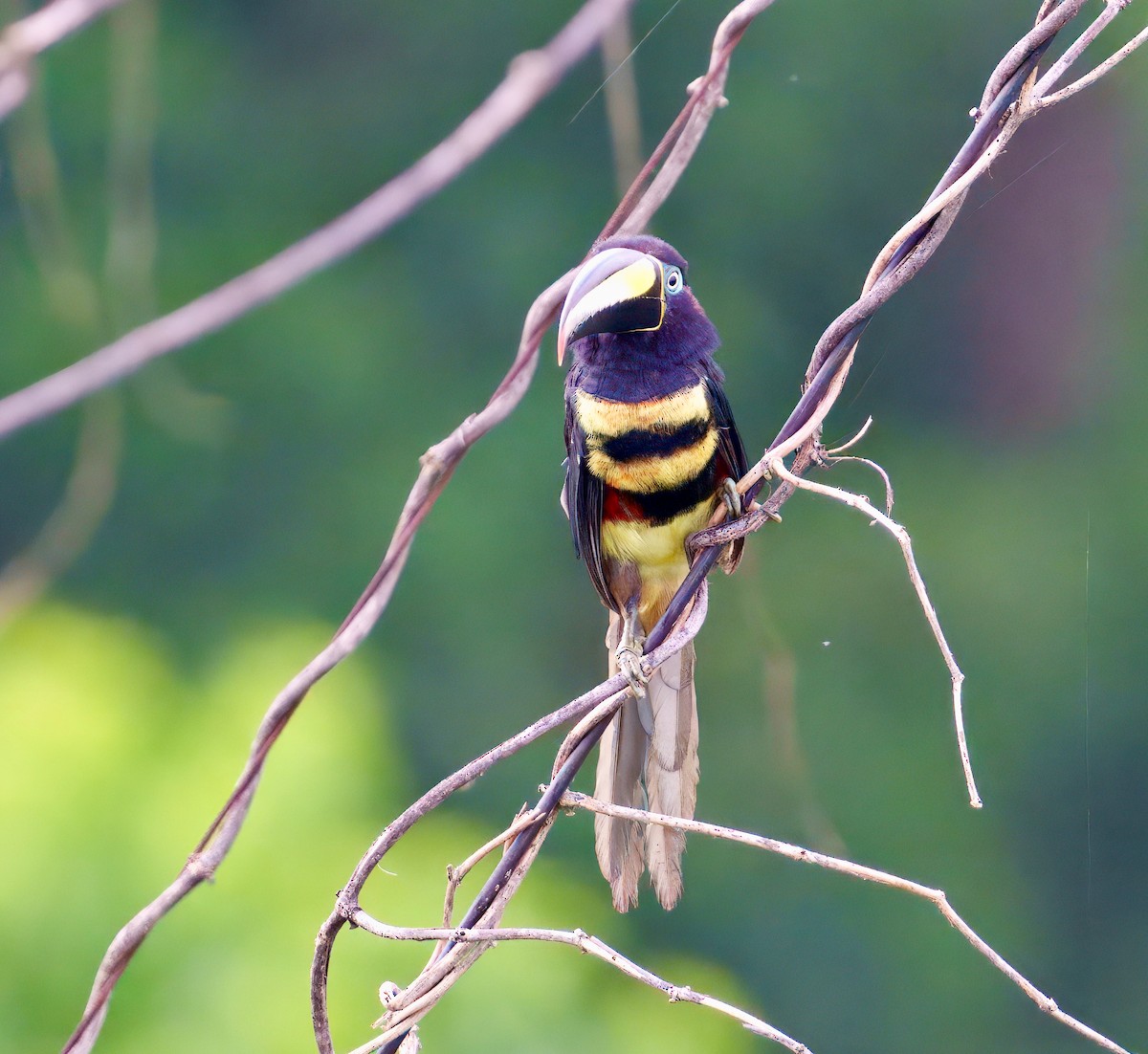 Many-banded Aracari - ML643760825
