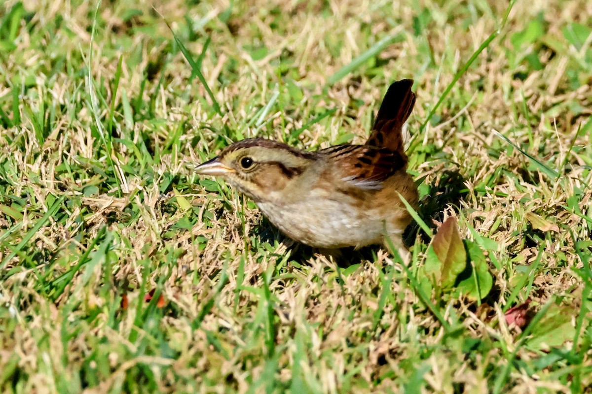 Swamp Sparrow - ML643760844