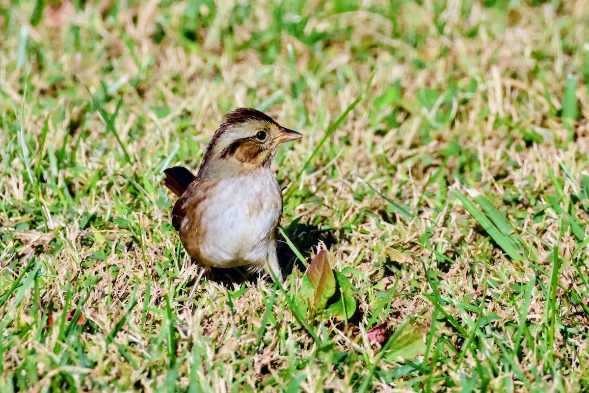 Swamp Sparrow - ML643760845