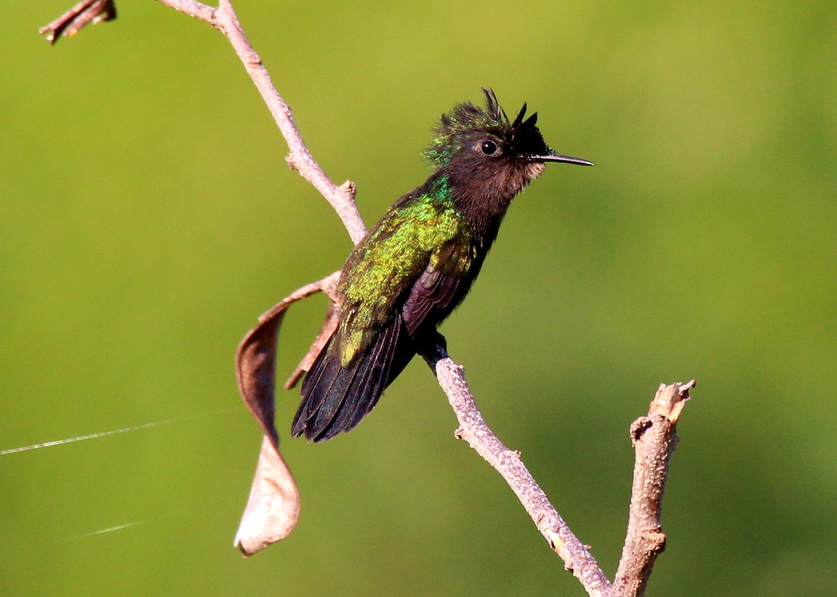 Antillean Crested Hummingbird - ML643760849