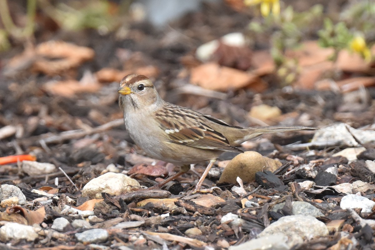 ミヤマシトド（pugetensis） - ML643760867