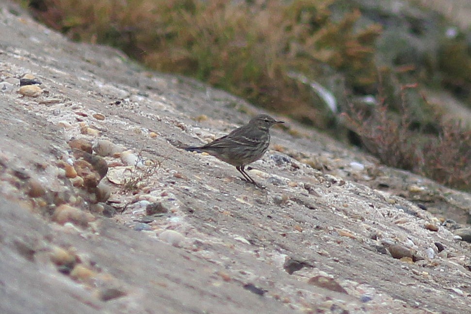 Rock Pipit - ML643760869