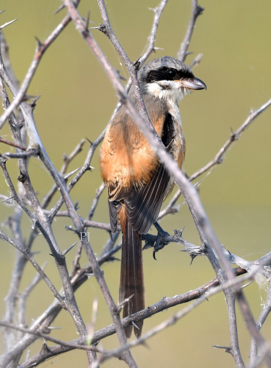 rustvarsler - ML643760887