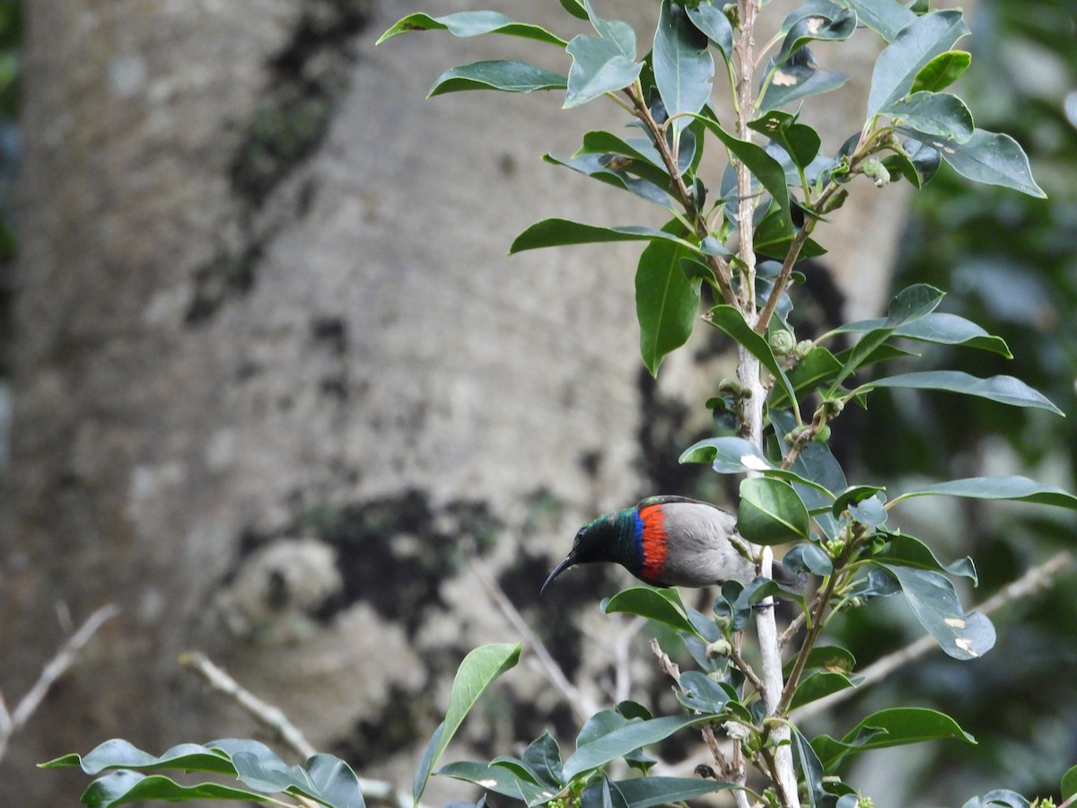 Southern Double-collared Sunbird - ML643760891