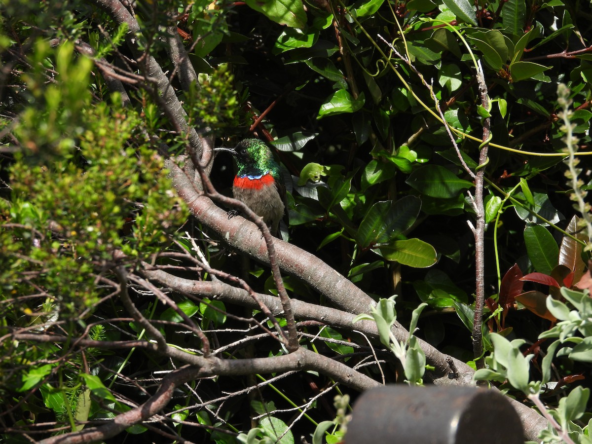 Southern Double-collared Sunbird - ML643760894