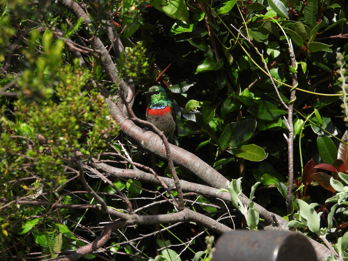Southern Double-collared Sunbird - ML643760895