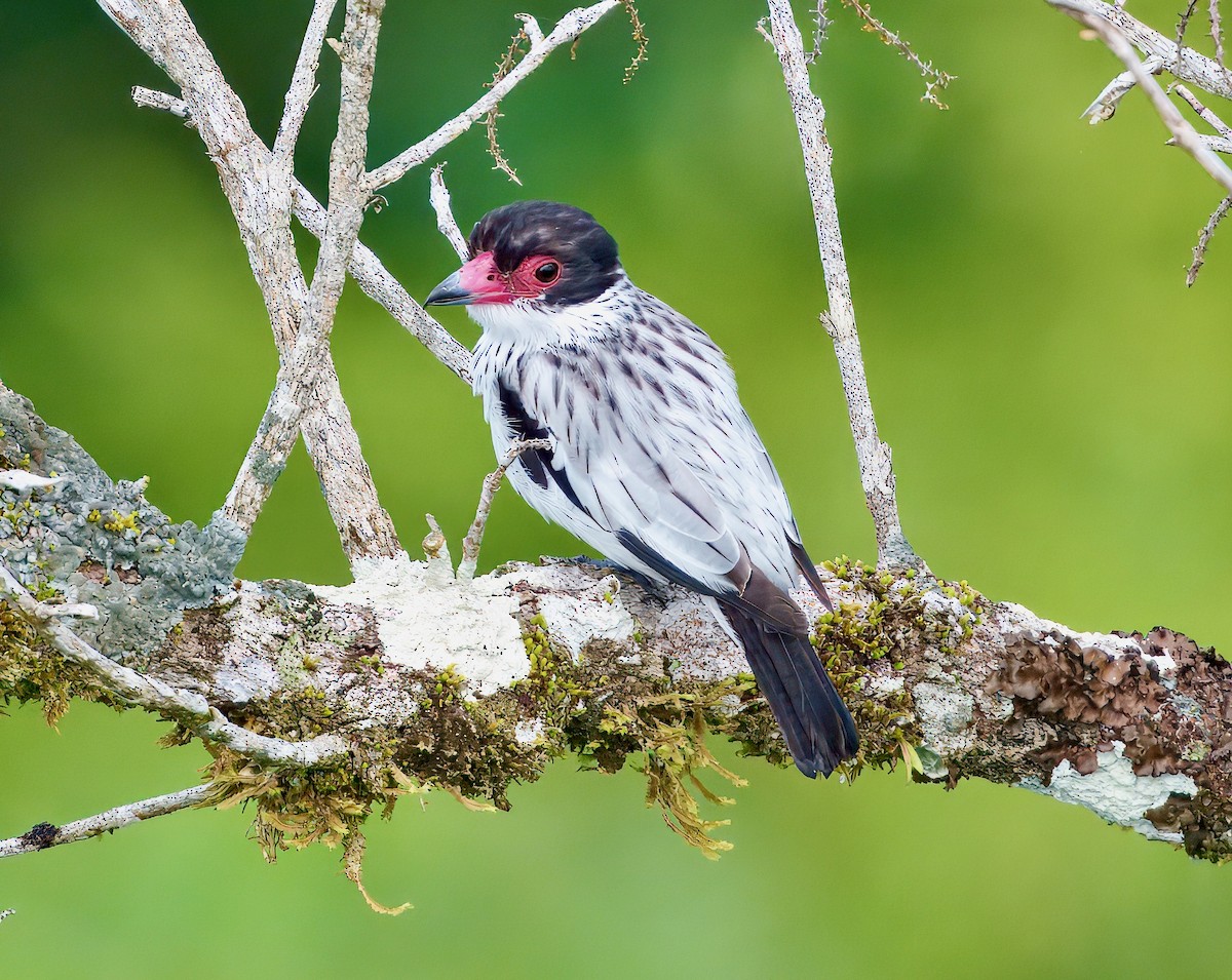 Black-tailed Tityra - ML643760902