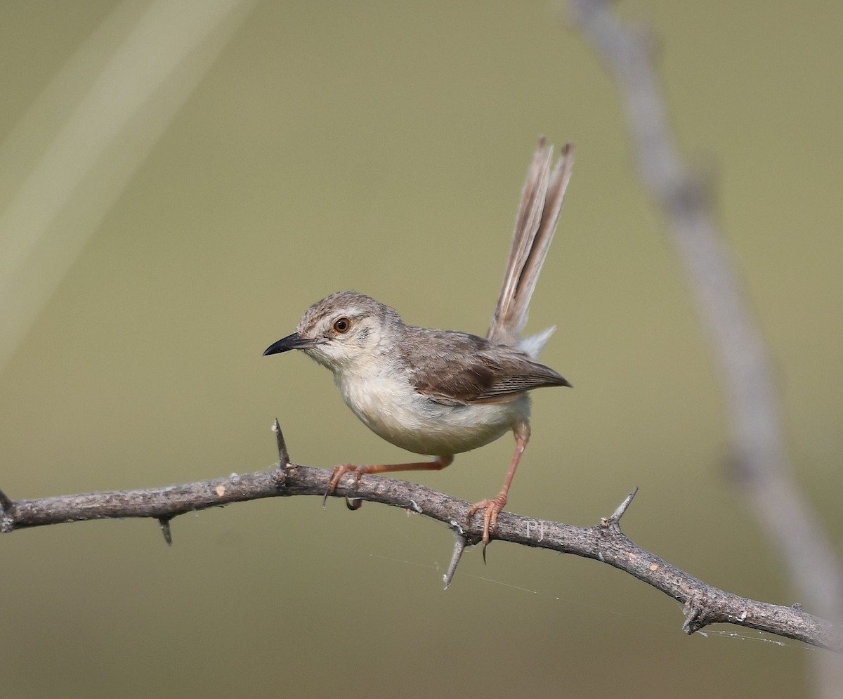 orientprinia - ML643760905
