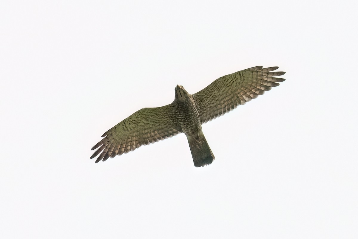 Gri Yüzlü Şahin - ML643760907