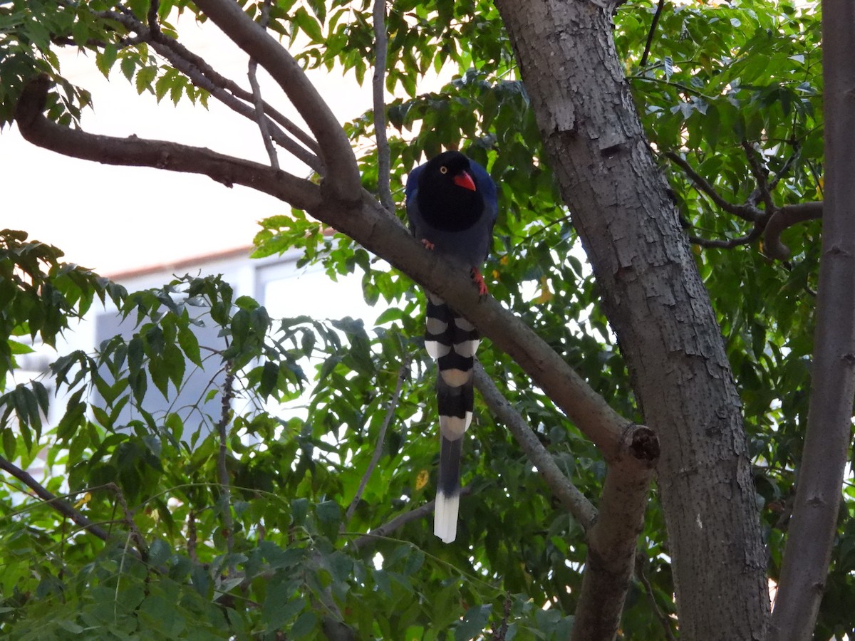 Taiwan Blue-Magpie - ML643760909