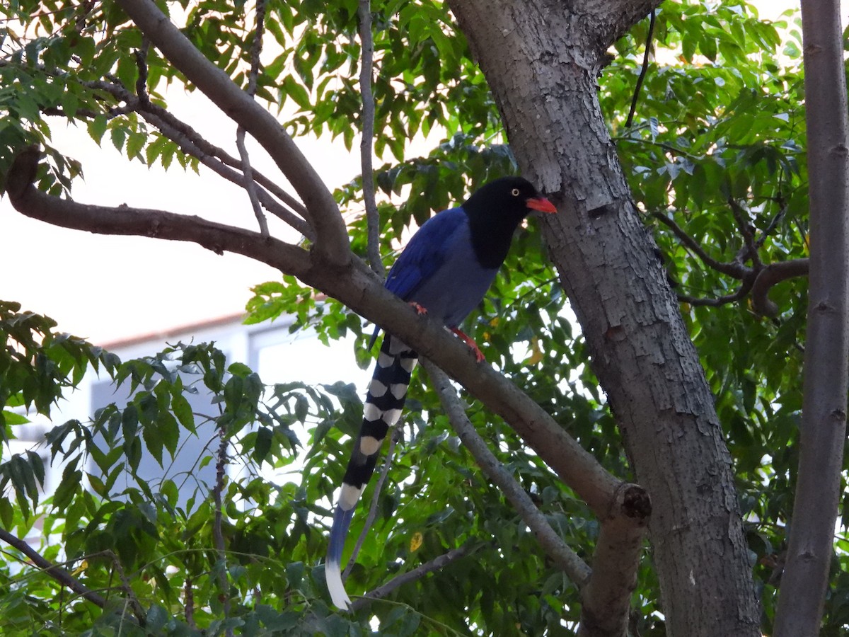 Taiwan Blue-Magpie - ML643760911