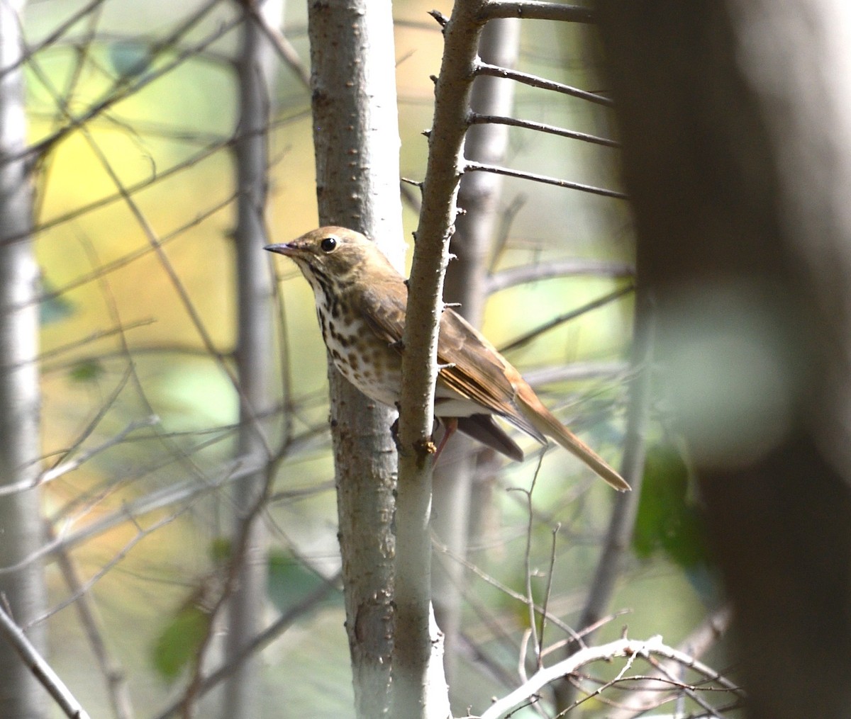 Hermit Thrush - ML643760912