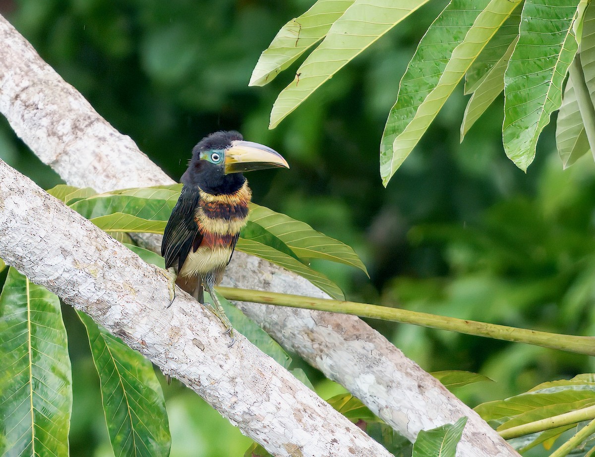 Many-banded Aracari - ML643760915