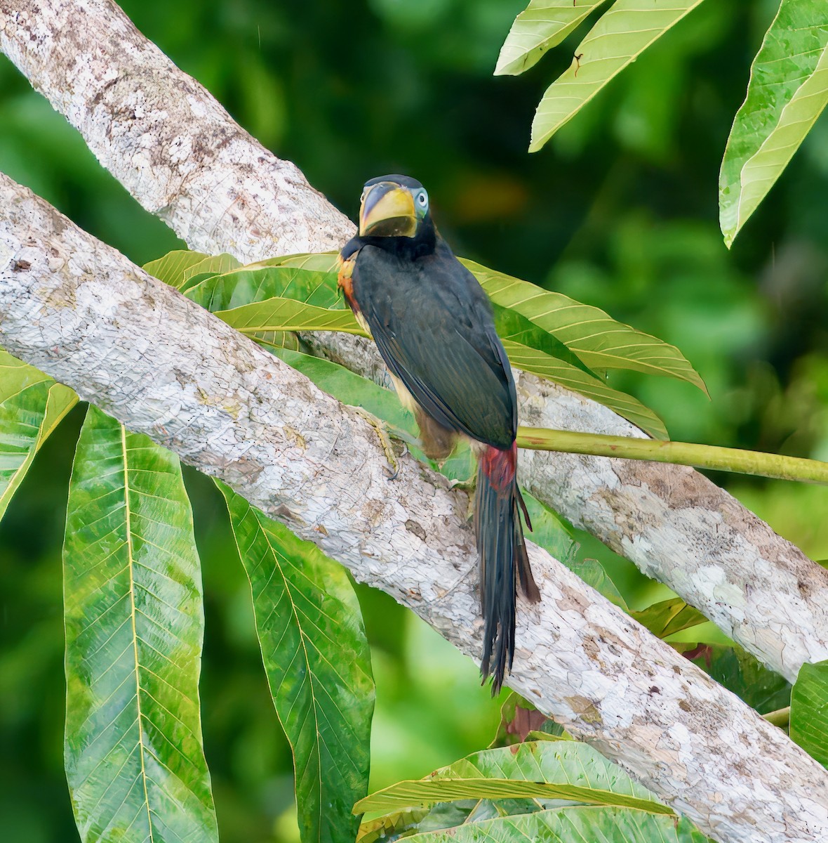 Many-banded Aracari - ML643760916