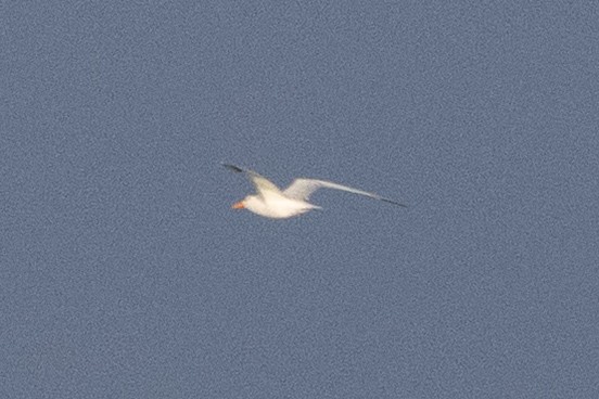 West African Crested Tern - ML643760917