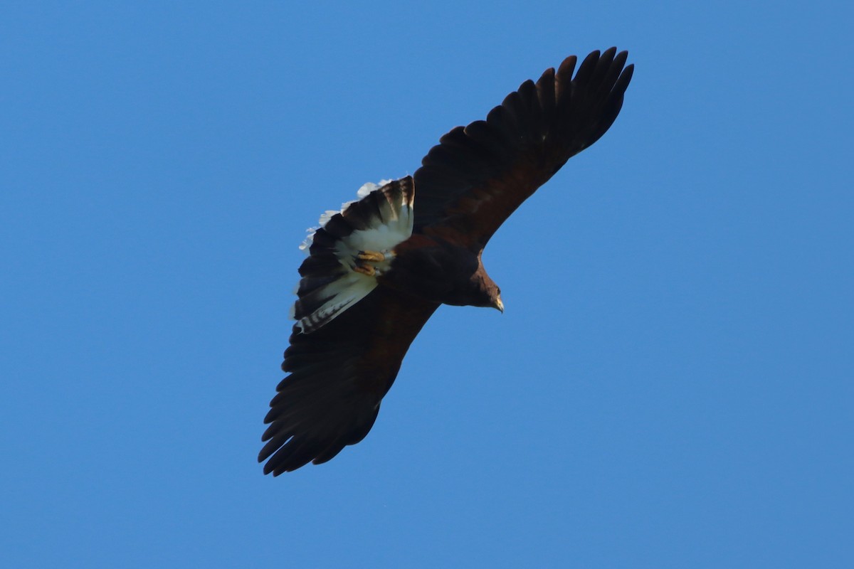 Harris's Hawk - ML643760923