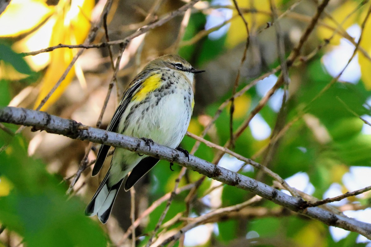 Yellow-rumped Warbler (Myrtle) - ML643760941
