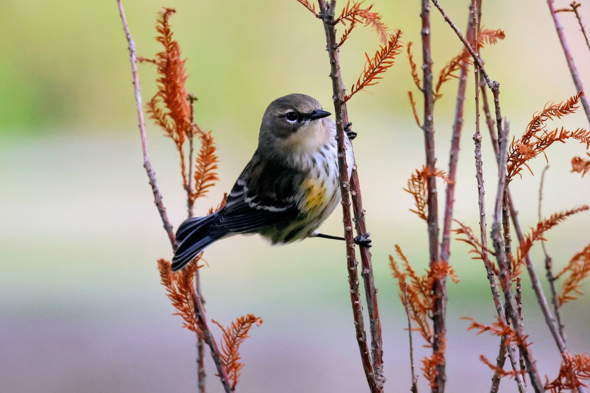 Yellow-rumped Warbler (Myrtle) - ML643760967