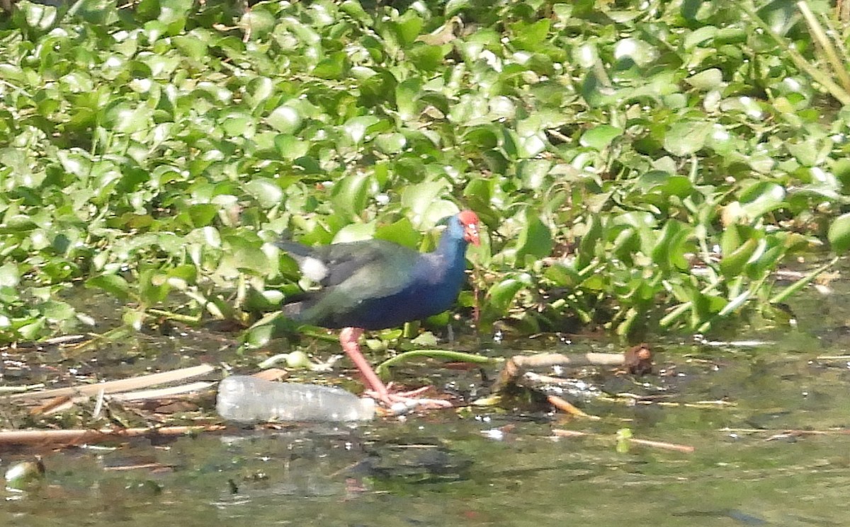 grønnryggsultanhøne - ML643760970