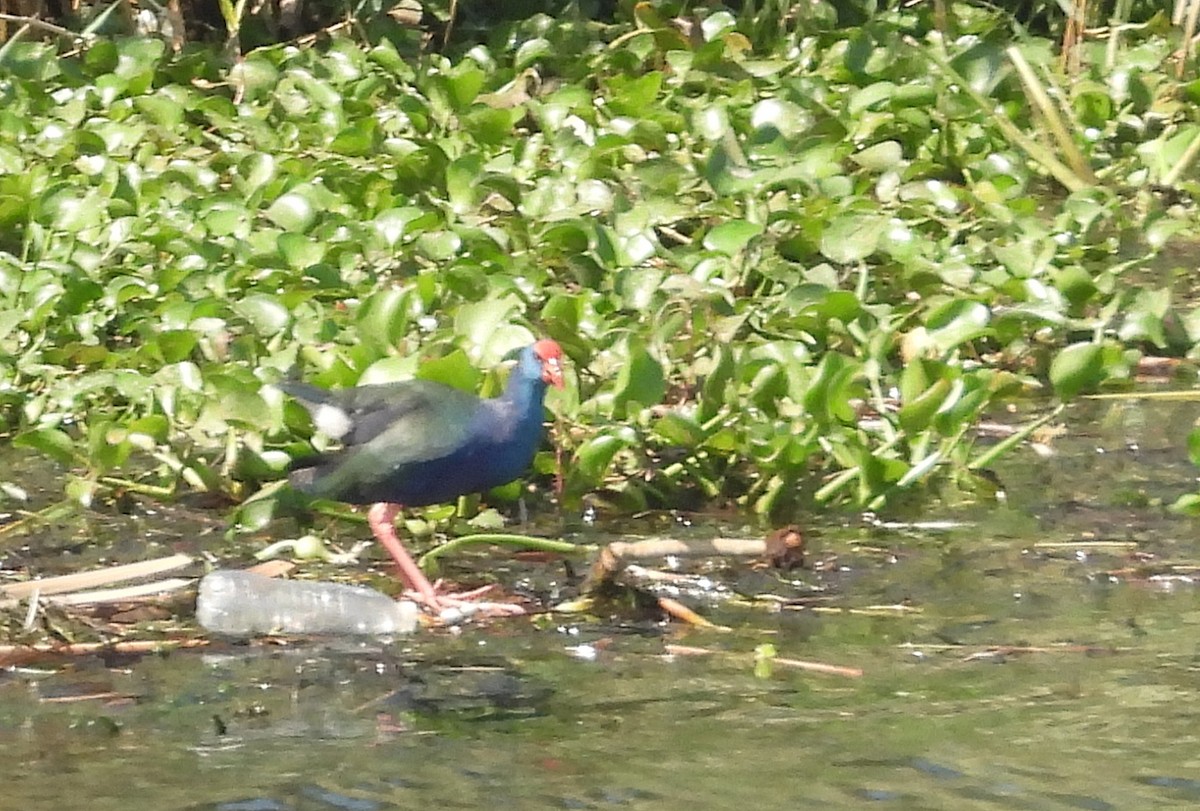 grønnryggsultanhøne - ML643760971