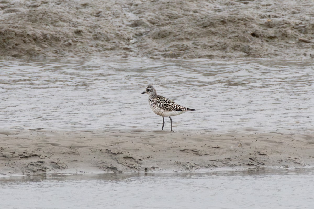 Black-bellied Plover - ML643760989