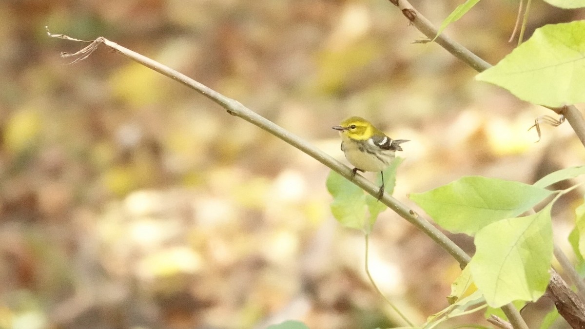 Black-throated Green Warbler - ML643760991