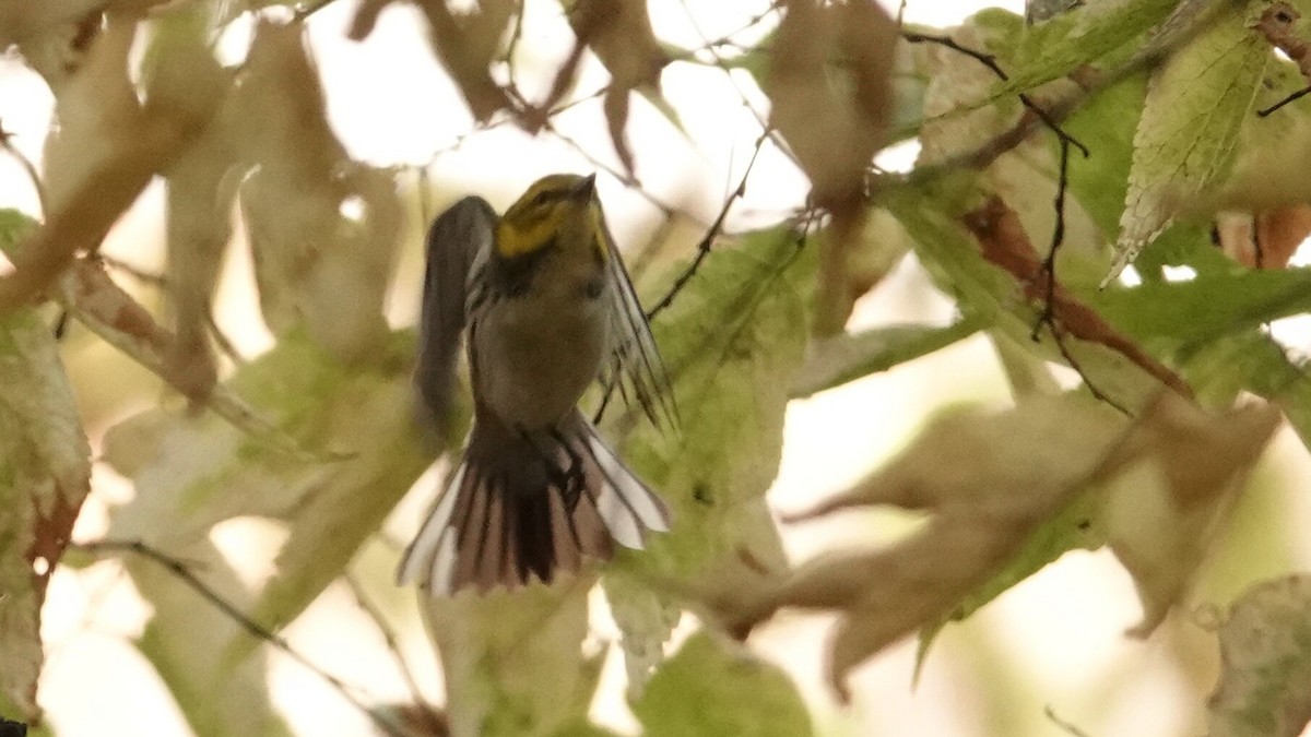 Black-throated Green Warbler - ML643760993