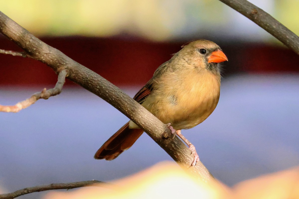 Northern Cardinal - ML643760995