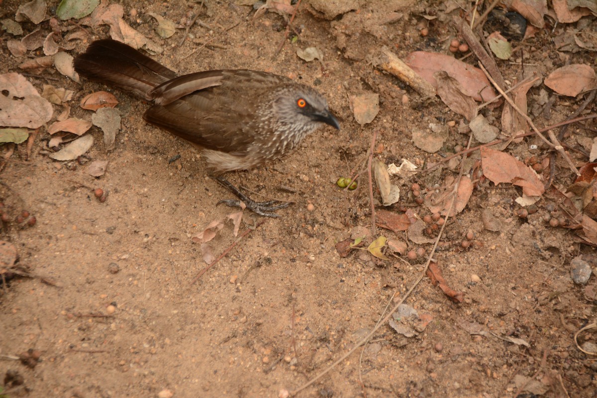Arrow-marked Babbler - ML643760999