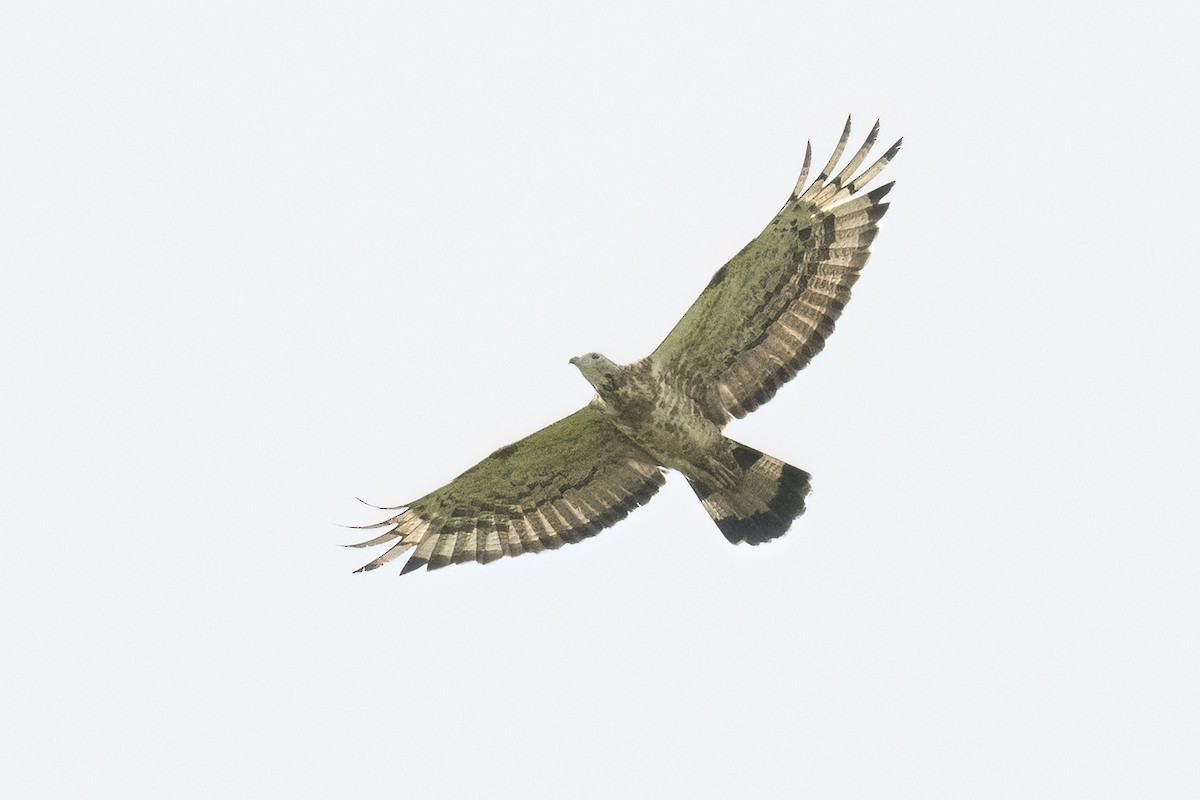 Tepeli Arı Şahini - ML643761010
