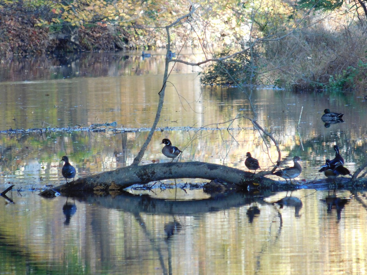 Wood Duck - ML643761017