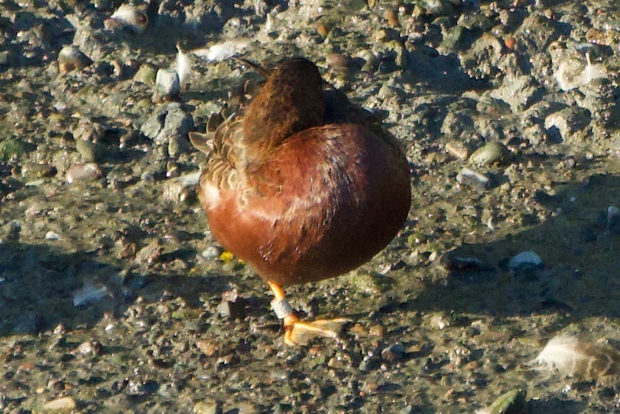 Sarcelle cannelle - ML643761029