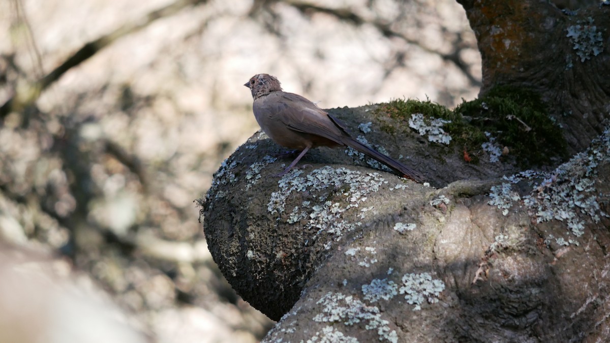 California Towhee - ML643761044