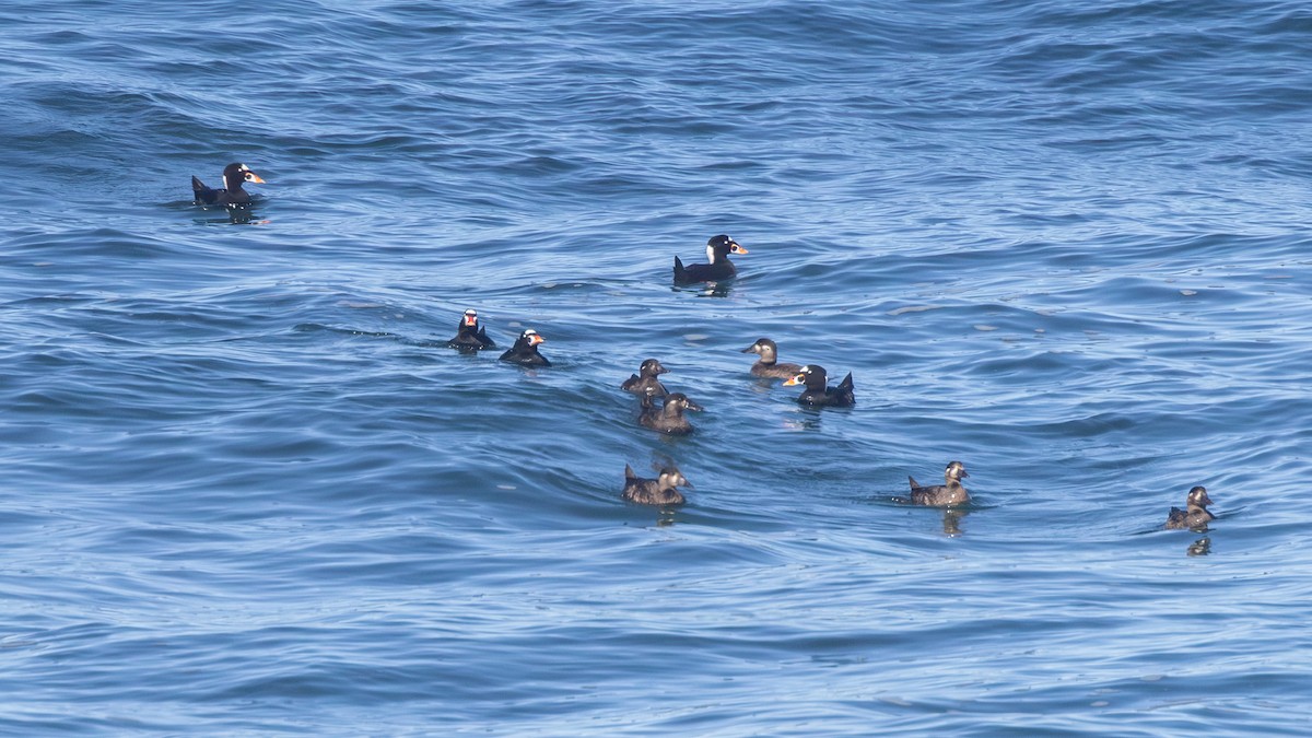 Macreuse à front blanc - ML643761077