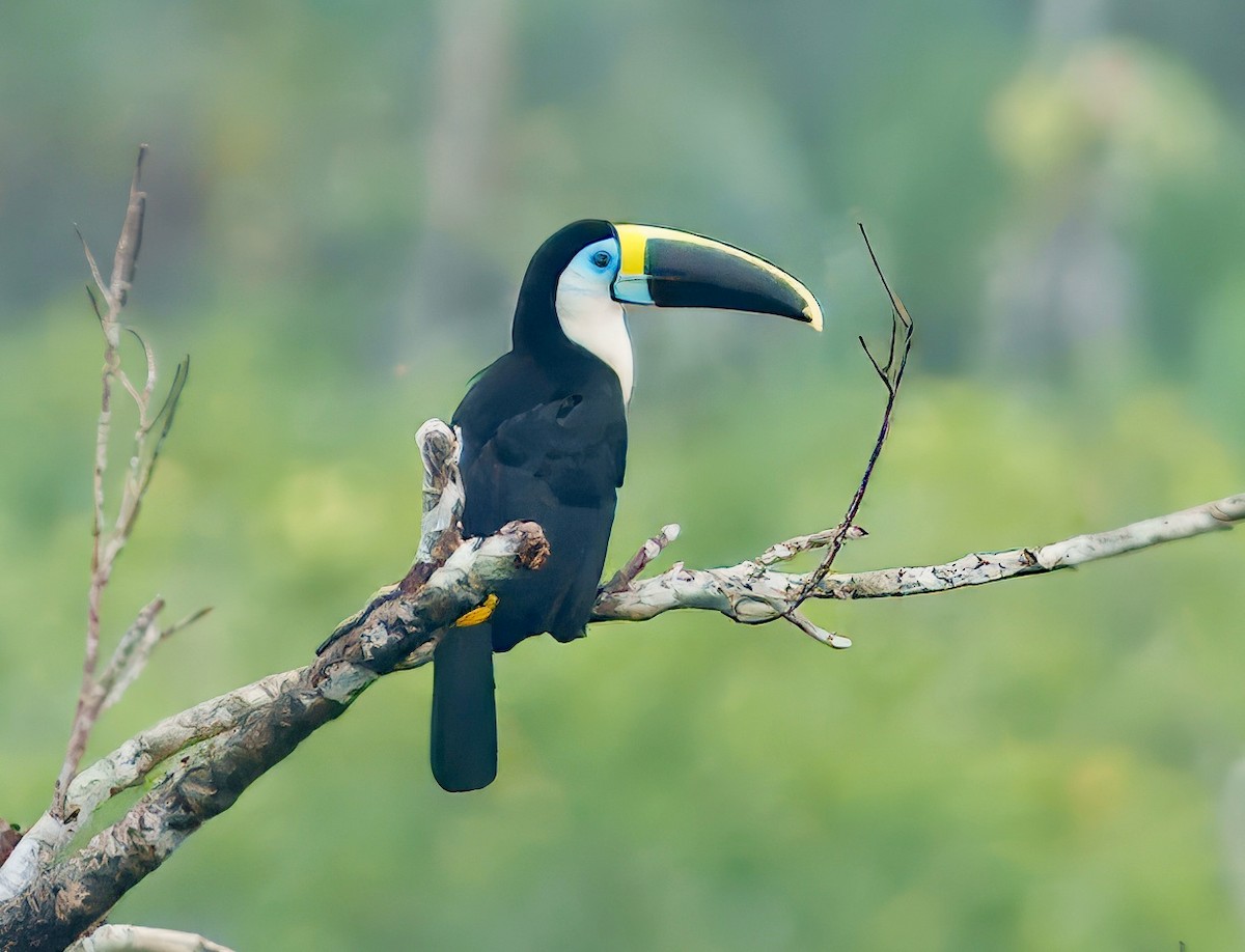 White-throated Toucan - ML643761092
