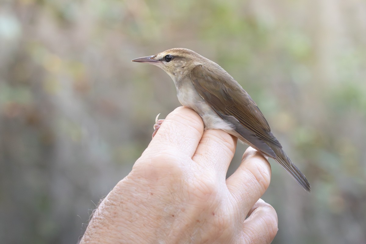 Swainson's Warbler - ML643761106
