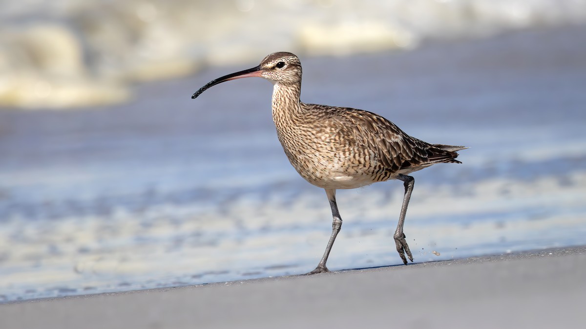 Courlis hudsonien - ML643761119