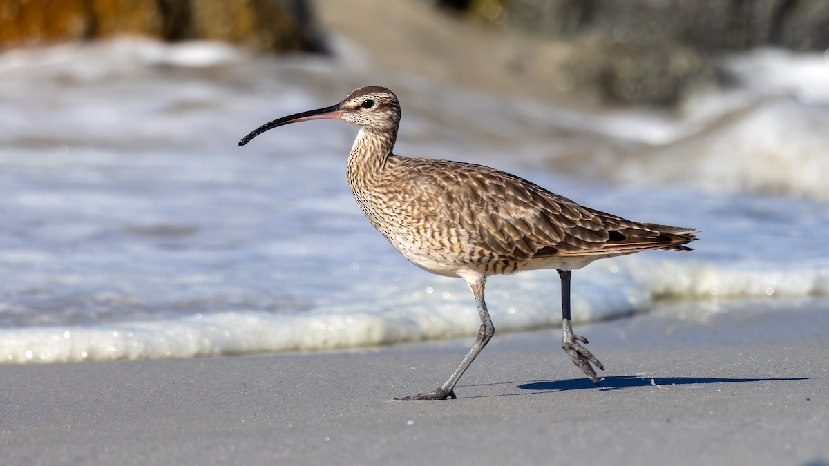 Courlis hudsonien - ML643761120